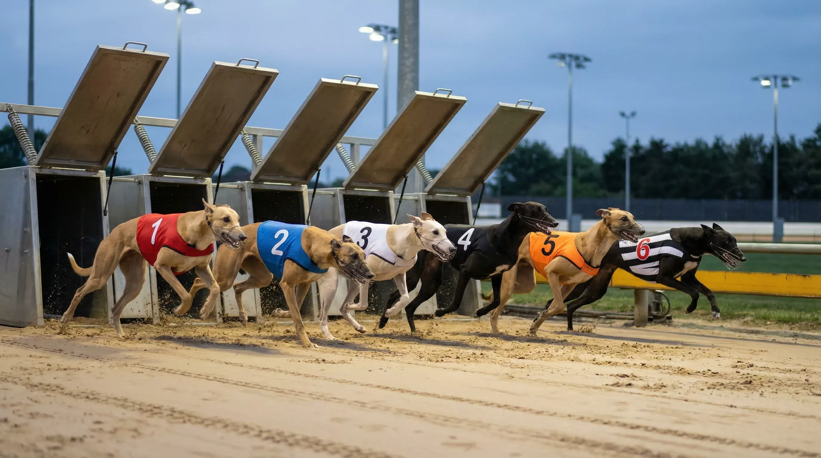 UK greyhound grading system — six greyhounds breaking from numbered traps on a sand oval track during an A-grade race